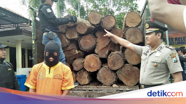 Pelaku Pencurian Kayu  Jati Dibekuk 29 Gelondong Disita