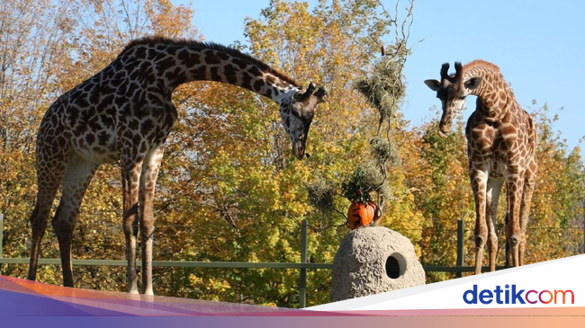 Foto: 8 Kebun Binatang Terbesar di Dunia