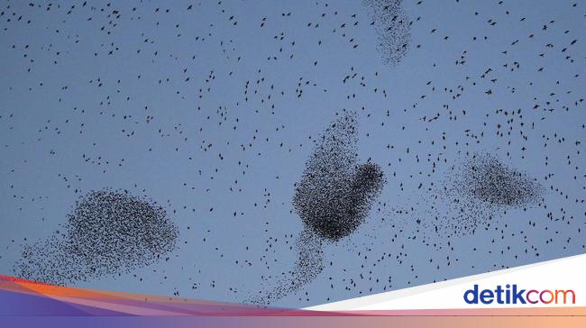 The Science Behind Bird Flocking Behavior: How Birds Move in Formation and Avoid Collisions