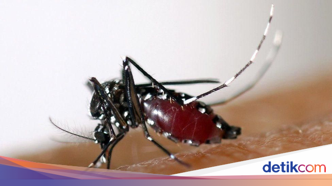 Harus Waspada, Ini Tanda-tanda Demam Berdarah Dengue