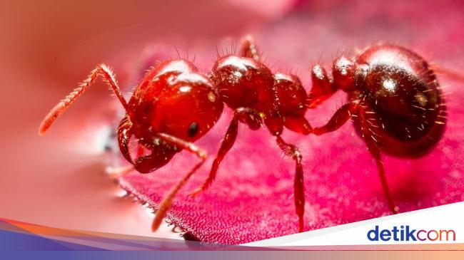 Seberapa Tajam Telingamu Cek Dengan Mendengarkan Suara Semut