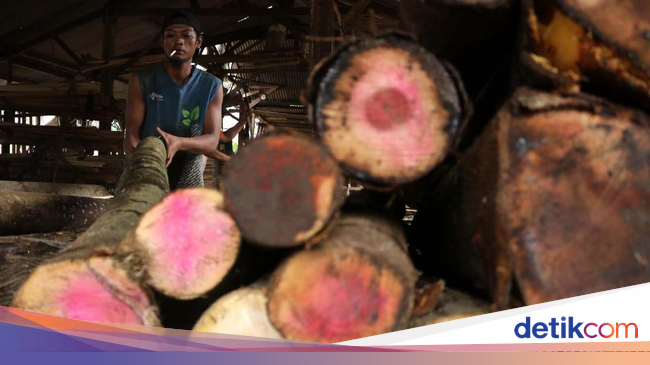 Mewarnai Gambar Pohon Jati GAMBAR TERBARU HD Mewarnai Gambar Pohon Jati GAMBAR TERBARU HD
