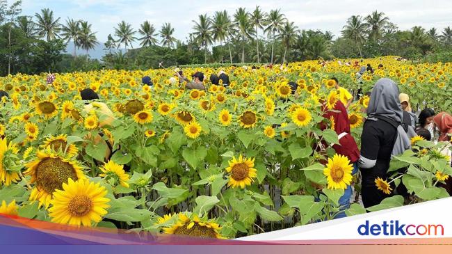 Spot Selfie Taman Bunga Matahari Ini Ada Di Magelang