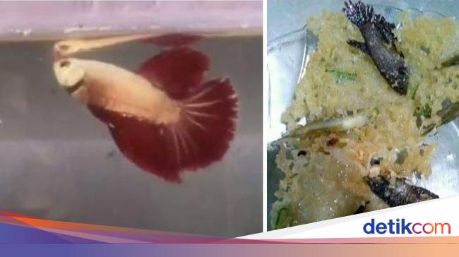 Netizen Heboh Lihat Video Istri Goreng Rempeyek Ikan Cupang Milik Suaminya