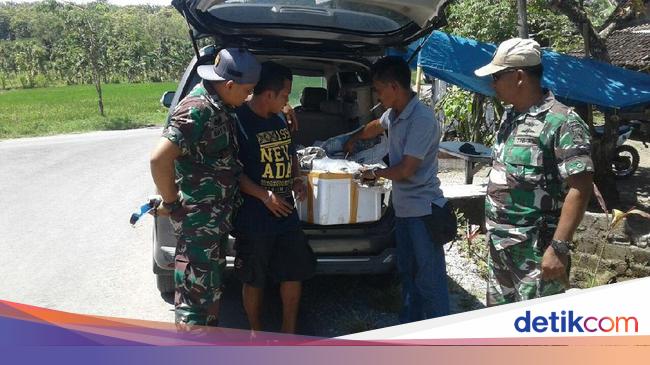 Lanal Banyuwangi Gagalkan Pengiriman 3 000 Baby Lobster