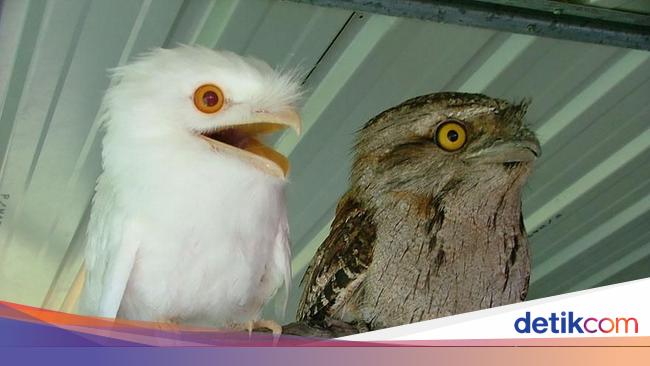 Penampakan Hewan Albino Langka Yang Mempesona