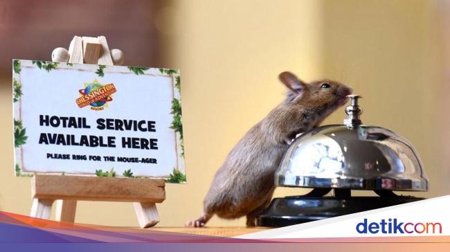 Bukan Film Kartun Tikus Ini Sungguhan Kerja di Hotel Bukan Film Kartun Tikus Ini Sungguhan Kerja di Hotel