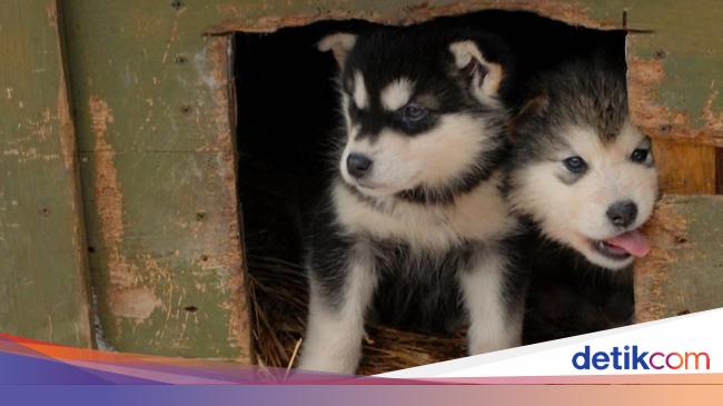 Anjing Anjing Lucu Ini Pembuka Jalur Es Di Kanada