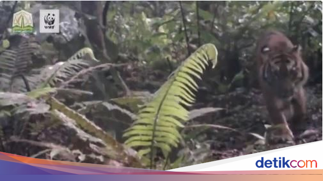 Suka Berkubang Harimau Sumatera Tertangkap Kamera di  Suka Berkubang Harimau Sumatera Tertangkap Kamera di