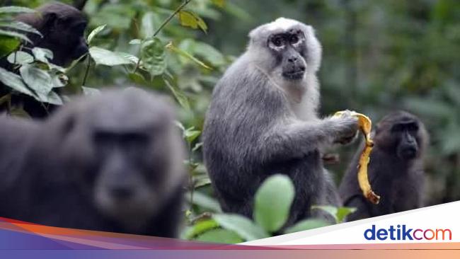 Legenda Kera Dari Maros Dan Kisah Kecantikan Sumber Malapetaka