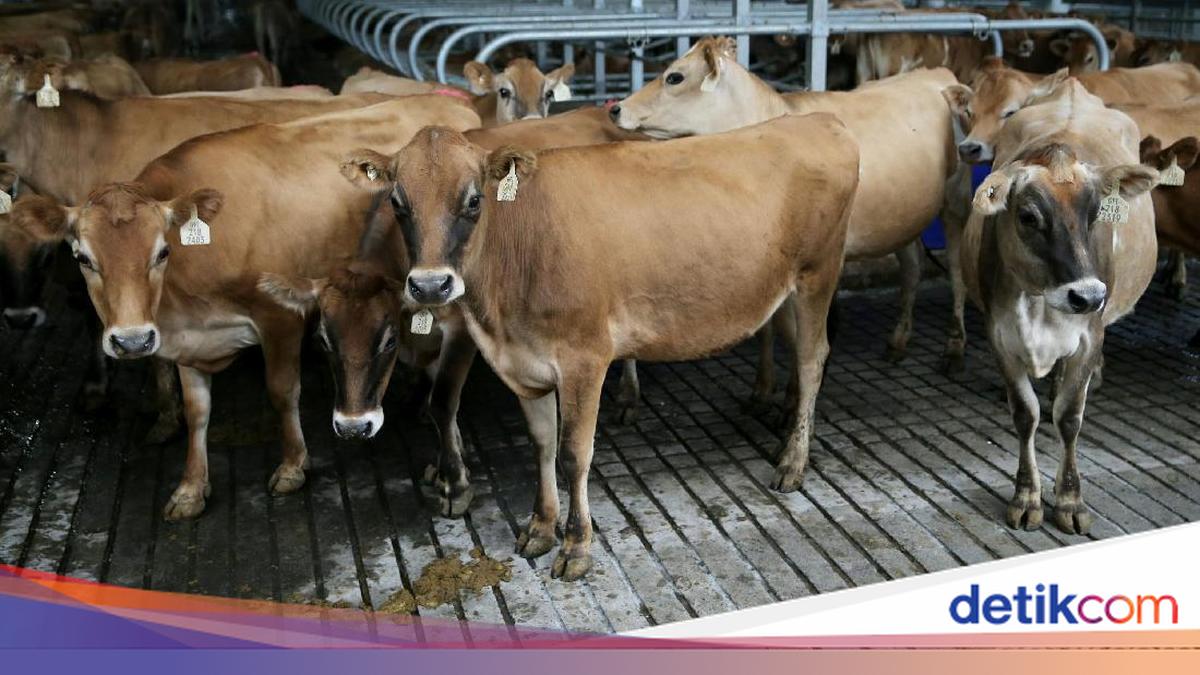 Tol Laut Angkut 2.000 Sapi ke Jakarta Tiap Bulan dari NTB dan NTT