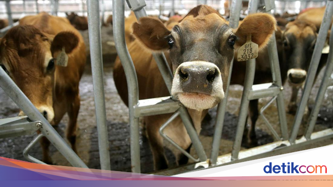 Melihat Peternakan Sapi Perah Terbesar di Indonesia Melihat Peternakan Sapi Perah Terbesar di Indonesia