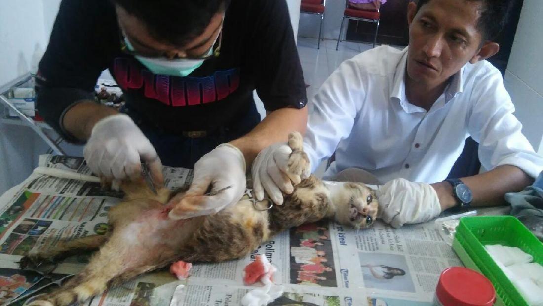 Tak Berdaya di Jalanan Makassar, Kucing Ini Jalani Operasi Caesar