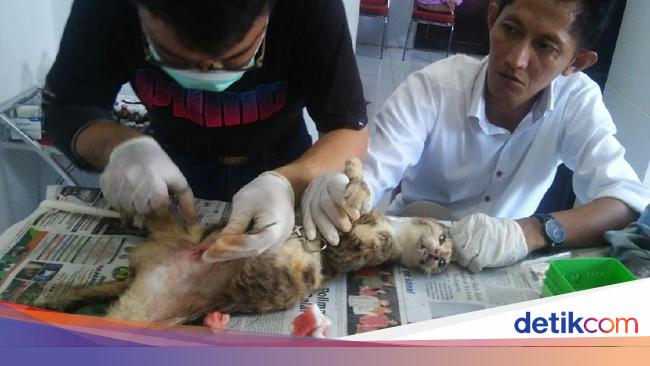 Tak Berdaya Di Jalanan Makassar Kucing Ini Jalani Operasi Caesar
