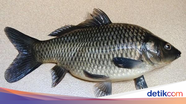 Begini Penampakan Ikan Tombro yang Bikin Jokowi Bingung