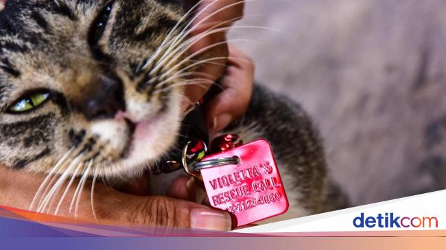 Foto Surga Untuk Kucing Telantar Di Pekanbaru