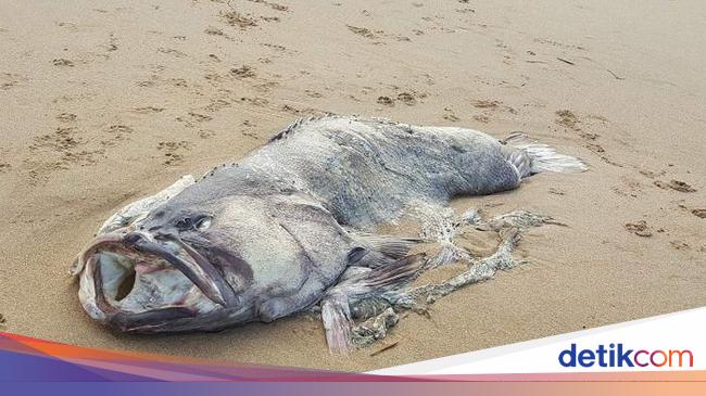 Penampakan Ikan Kerapu Raksasa Misterius Di Pantai Queensland