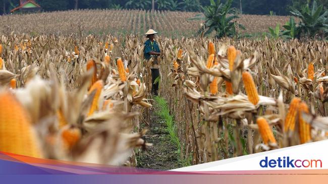 Cerita Manisnya Bisnis Jagung Pakan Ternak Dari Pengusaha Ntb