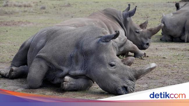 Ilmuwan Suntikkan Radioaktif ke Cula Badak, Buat Apa?