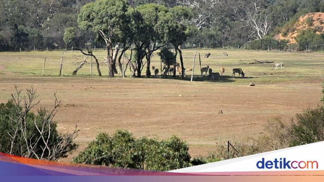 Ini Bedanya Kebun Binatang  di  Australia  dan Indonesia