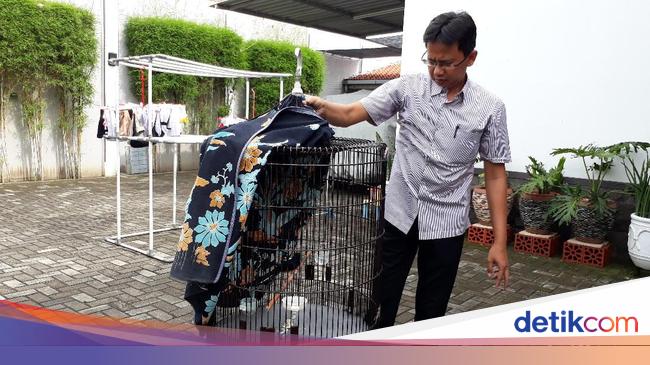 Cerita Dede, Pemilik Burung Murai Batu Tolak Tawaran Jokowi