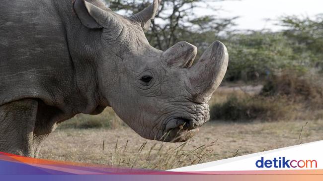 Success: Southern White Rhino Pregnancy Brings Hope for Endangered Northern White Rhinos