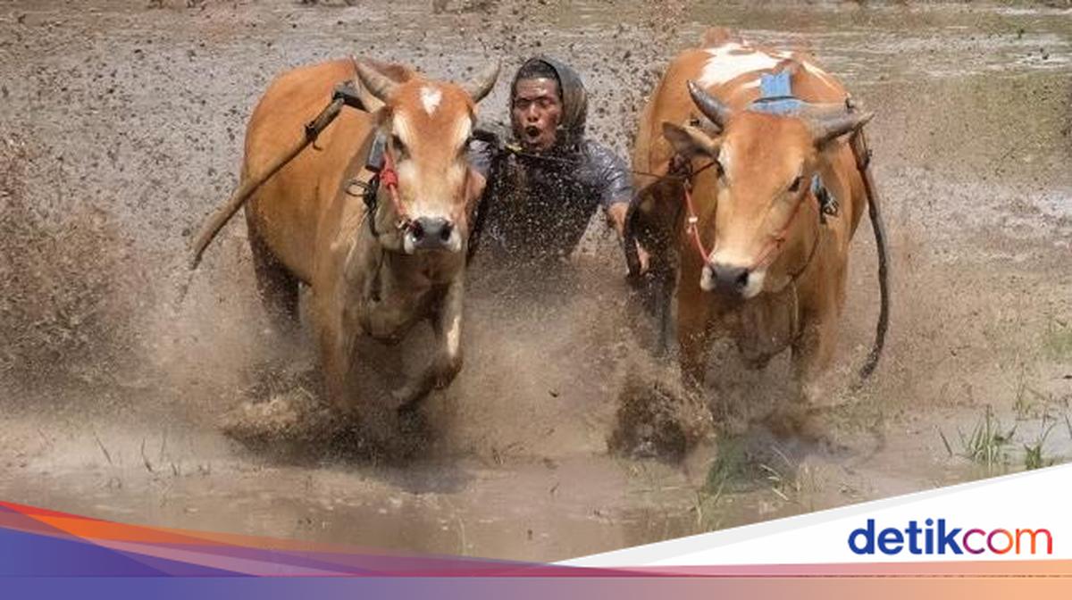 Menjepret Pacu Jawi, Lomba Balap Sapi yang Mendebarkan