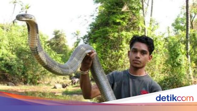 Foto Penemuan Ular King Cobra Raksasa Dari Penjuru Dunia