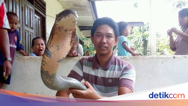 Ular Makan Ular, King Cobra 'Raksasa' Bisa Mangsa Piton
