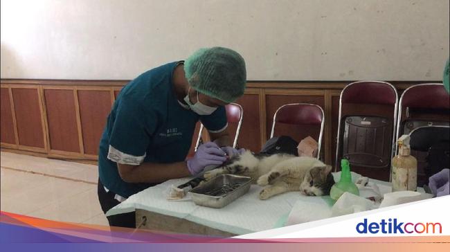 Puluhan Kucing Jantan Di Duren Sawit Dikebiri