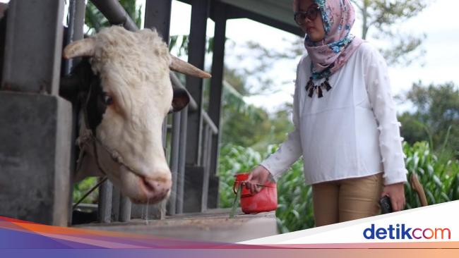 Kampung Susu Kalipucang, Paket Lengkap Wisata di Pasuruan