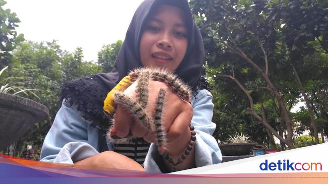 Mahasiswi Ini Hobi Main Ulat Bulu Lihat Nih Aksi Ekstremnya Mahasiswi Ini Hobi Main Ulat Bulu Lihat Nih Aksi Ekstremnya