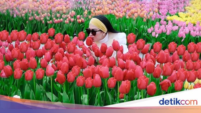 Syahrini yang Kegirangan di Kebun Bunga Tulip Belanda Syahrini yang Kegirangan di Kebun Bunga Tulip Belanda