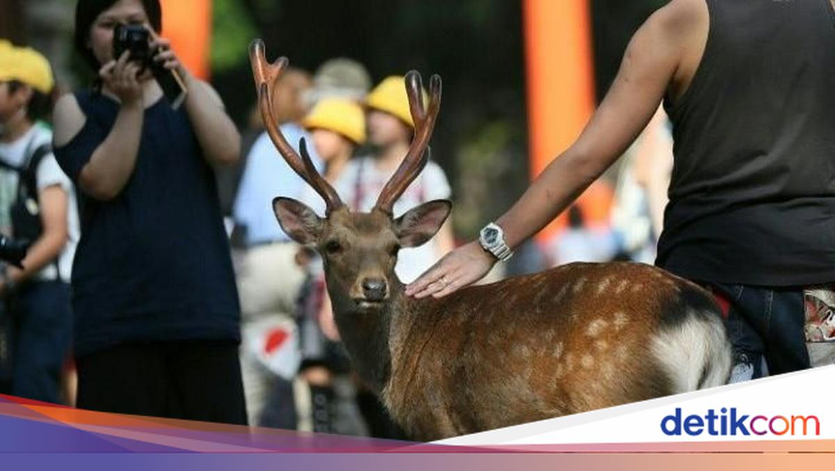 Pecahkan Rekor! Populasi Rusa di Taman Nara Tertinggi dalam Sejarah