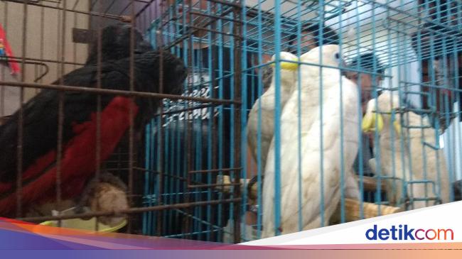 Bagian Bagian Tubuh Hewan Yang Dimanfaatkan Untuk Bagian Bagian Tubuh Hewan Yang Dimanfaatkan Untuk