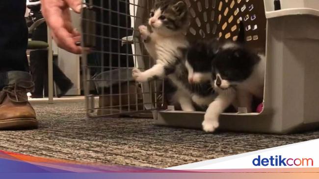Gemas Para Kucing Ini Ikut Audisi Jadi Polisi