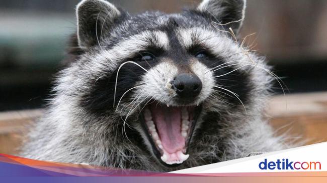 Rakun Zombie Teror Warga Di Ohio