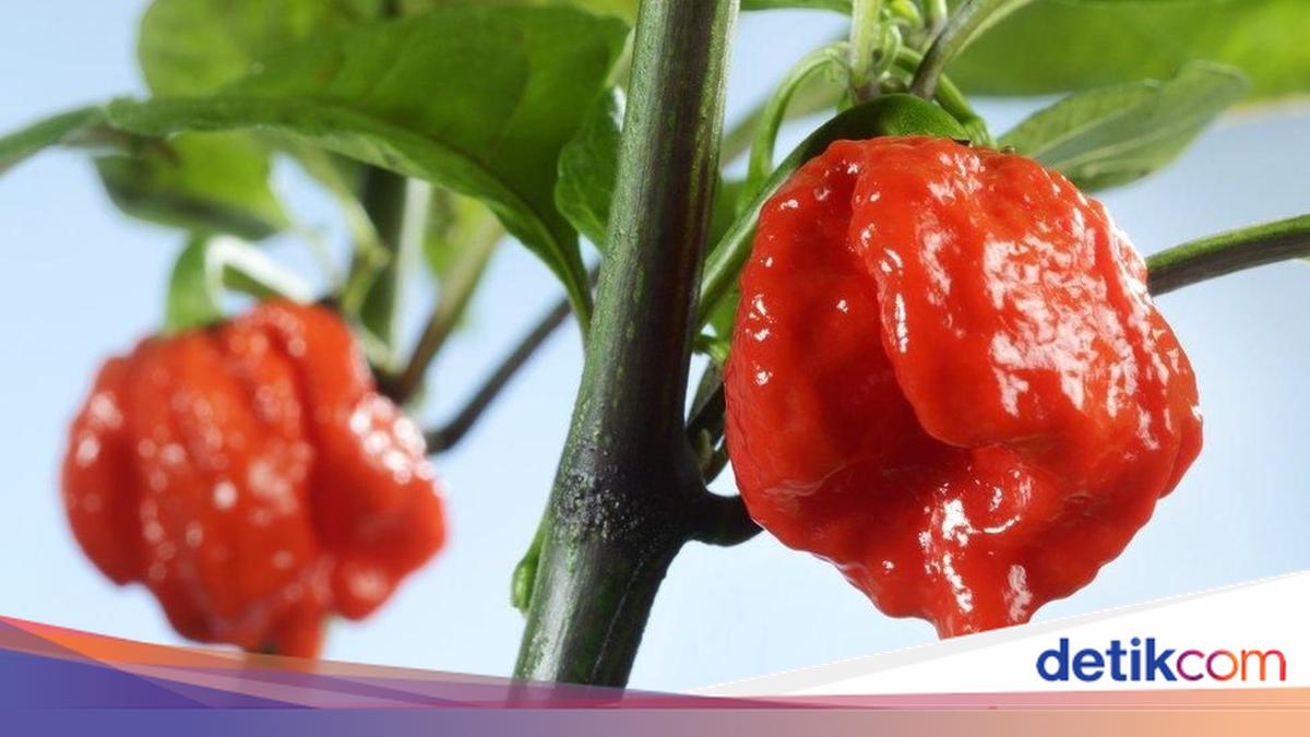 habanero uang asli: Penjelasan Lengkap tentang Cara Kerja, Keamanan, dan Risikonya