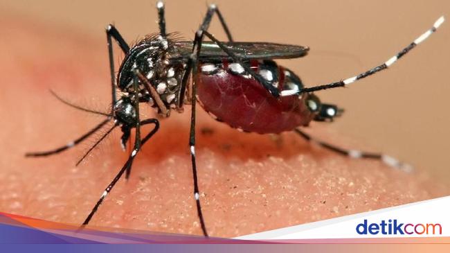 5 Langkah Efektif Cegah Dbd Di Musim Hujan 5 Langkah Efektif Cegah Dbd Di Musim Hujan