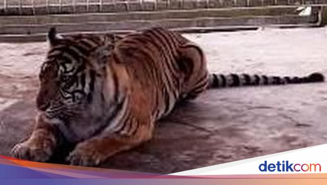 manusia vs harimau Bonita yang Gegerkan Ahli Harimau Dunia manusia vs harimau Bonita yang Gegerkan Ahli Harimau Dunia