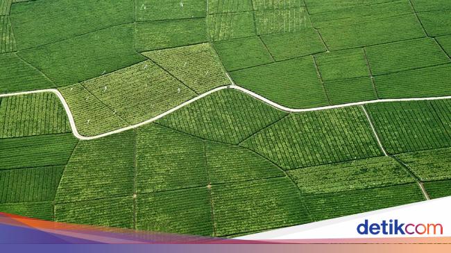 Mengapa Indonesia Disebut Negara Agraris Ini Penjelasannya Mengapa Indonesia Disebut Negara Agraris Ini Penjelasannya