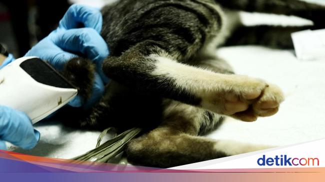 Kasus Rabies Di Dompu Ntb Meningkat Total 5 Orang Meninggal