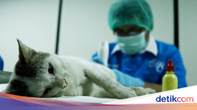 4 Fakta Penting Seputar Rabies Si Penyakit Mematikan