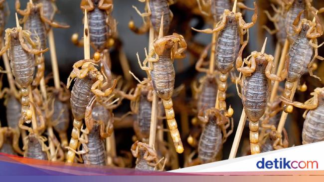 Racun Kalajengking Vs Bisa Kalajengking Apa Sih Bedanya