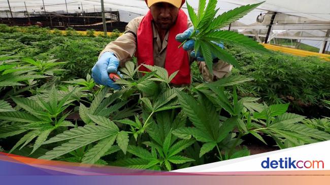 Sama Sama Ilegal Di Indonesia Ganja Medis Beda Dengan Daun Ganja Lho