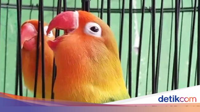 Lovebird trah ngekek panjang