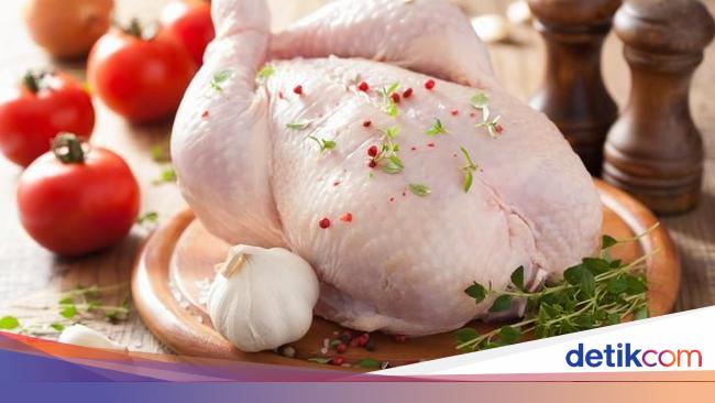 Gambar Burung Sayap Paruh Fauna Ayam Jantan Daging Unggas Galliformes Bertulang Belakang Diam Cina Hahn Phasianidae Free Range Penuh Kepercayaan Bantam Ayam Negeri Cochin 4000x6000 810661 Galeri Foto Pxhere