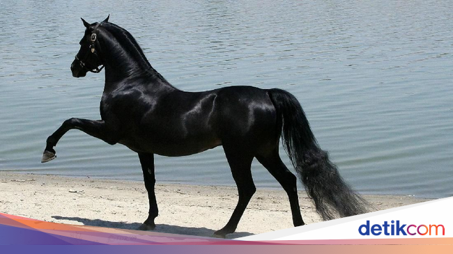 Berani Pelihara Hewan-hewan Ini? Ada yang Harganya Sampai Berani Pelihara Hewan-hewan Ini? Ada yang Harganya Sampai