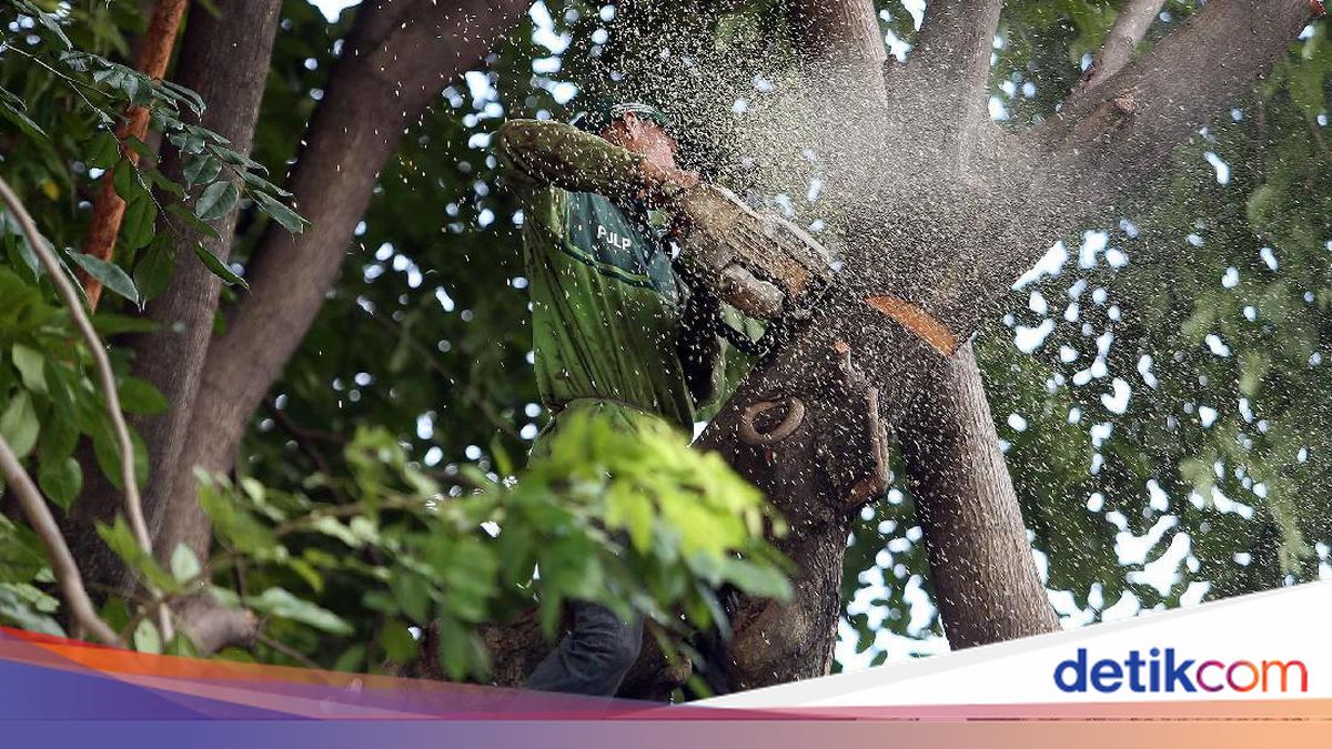 5 Warga Bandung Didenda Total Rp 100 Juta gegara Tebang Pohon Sembarangan