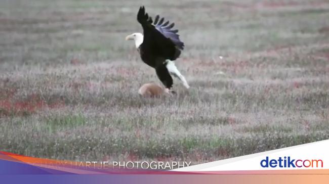 Duel Menegangkan Elang Vs Rubah Berebut Mangsa